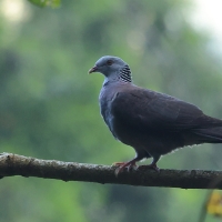 Gołąb brązowogrzbiety - Nilgiri Wood-Pigeon