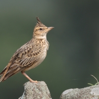 Dzierlatka malabarska - Malabar Lark