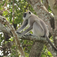Hulman czarnołapy - Black-footed gray langur