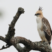 Wojownik indyjski - Changeable Hawk Eagle