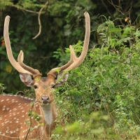 Aksis czytal - Chital