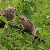 Dżunglotymal żółtodzioby - Yellow-billed Babbler
