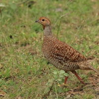 Frankolin indyjski - Grey Francolin