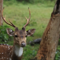 Aksis czytal - Chital