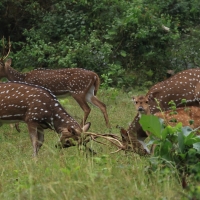 Aksis czytal - Chital
