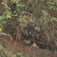 Puchacz - Eurasian Eagle-Owl