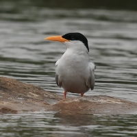 Rybitwa indyjska - River Tern