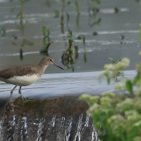 Samotnik - Green Sandpiper