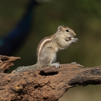 Pasecznik trójpręgi - Jungle palm squirrel