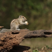 Pasecznik trójpręgi - Jungle palm squirrel