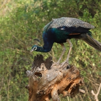Paw indyjski - Indian Peafowl