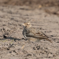 Skowronek - Eurasian Skylark