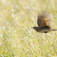 Skowronek - Eurasian Skylark