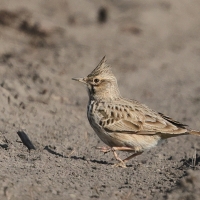 Skowronek - Eurasian Skylark