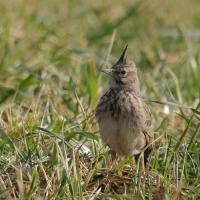 Skowronek - Eurasian Skylark