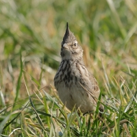 Skowronek - Eurasian Skylark
