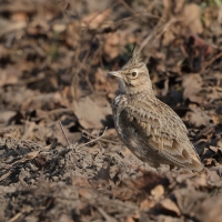 Skowronek - Eurasian Skylark