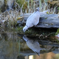 Sierpówka - Eurasian Collared Dove