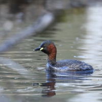 Perkozek - Little Grebe