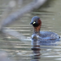 Perkozek - Little Grebe