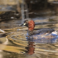 Perkozek - Little Grebe