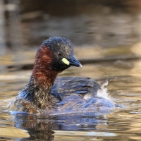 Perkozek - Little Grebe