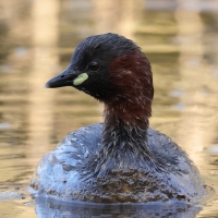 Perkozek - Little Grebe