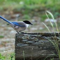 Sójka błękitna - Azure-winged Magpie