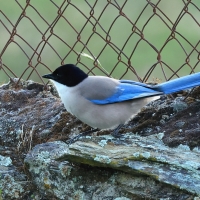 Sójka błękitna - Azure-winged Magpie