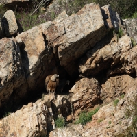 Sęp płowy - Griffon Vulture