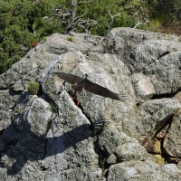 Bocian czarny - Black Stork