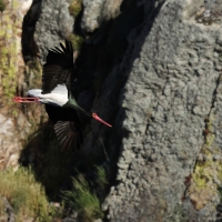 Bocian czarny - Black Stork