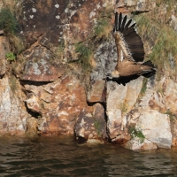 Sęp płowy - Griffon Vulture
