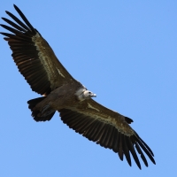 Sęp płowy - Griffon Vulture