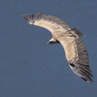 Sęp płowy - Griffon Vulture
