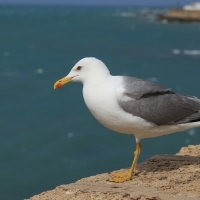 Mewa romańska - Yellow-legged Gull