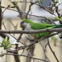 Mnicha - Monk Parakeet