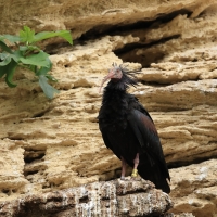Ibis grzywiasty - Waldrapp