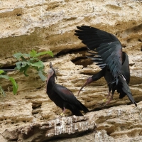 Ibis grzywiasty - Waldrapp