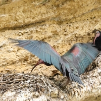 Ibis grzywiasty - Waldrapp