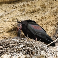 Ibis grzywiasty - Waldrapp