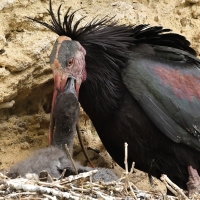Ibis grzywiasty - Waldrapp