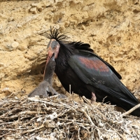 Ibis grzywiasty - Waldrapp