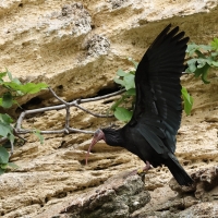 Ibis grzywiasty - Waldrapp