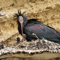 Ibis grzywiasty - Waldrapp