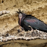Ibis grzywiasty - Waldrapp