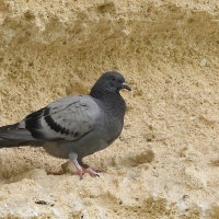 Gołąb skalny - Rock Pigeon