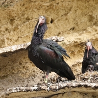 Ibis grzywiasty - Waldrapp