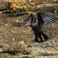 Ibis grzywiasty - Waldrapp