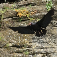 Ibis grzywiasty - Waldrapp